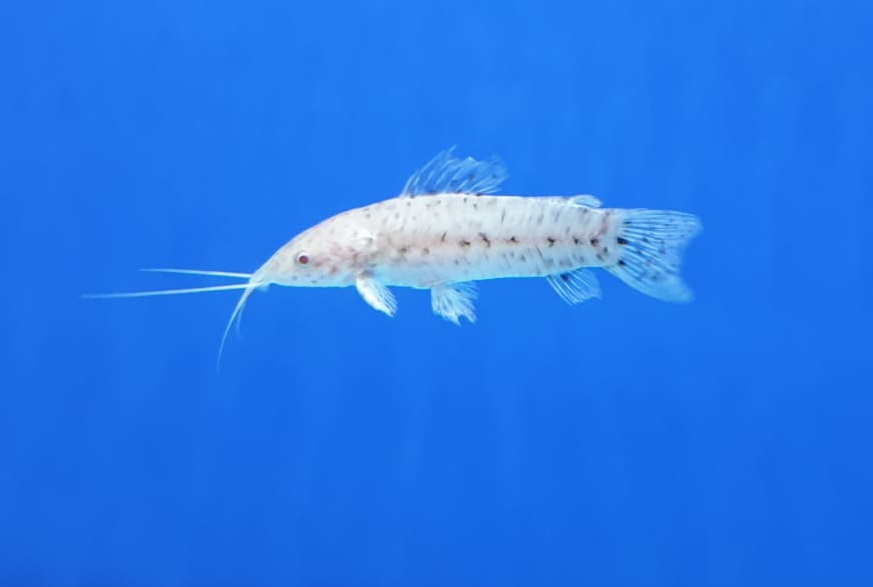 Megalechis thoracata - albino