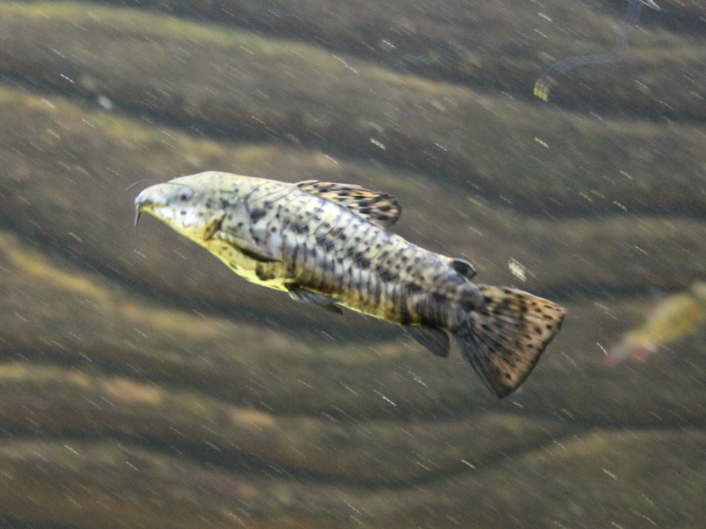 Megalechis thoracata