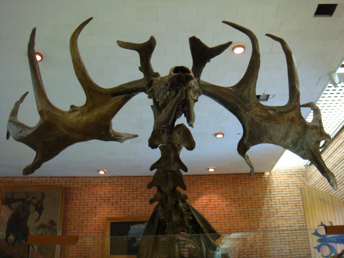 Megaloceras giganteus skeleton