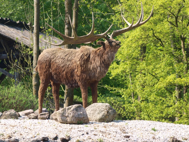 Megaloceros/Irish elk replica (May 2nd, 2015)