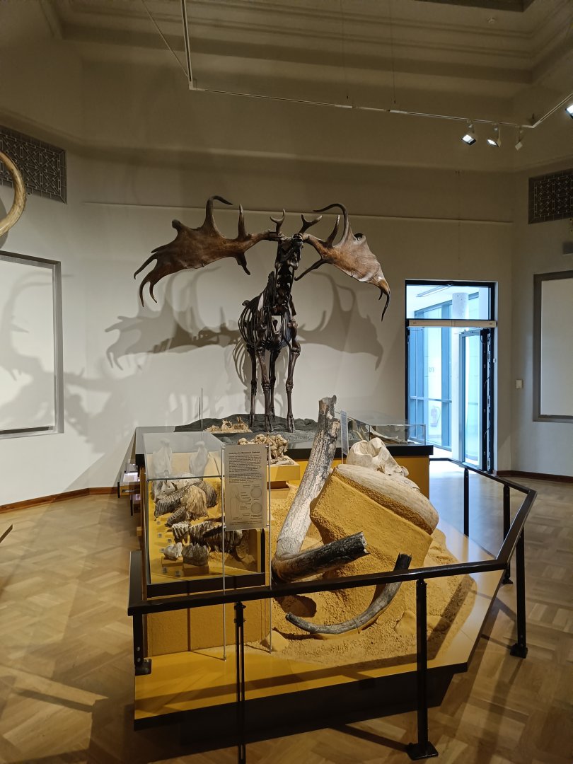 Megaloceros mount - Magdeburg Museum