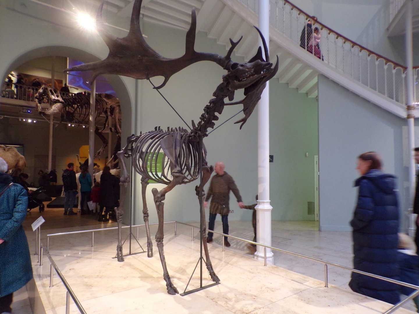 Megaloceros skeleton 30.12.22