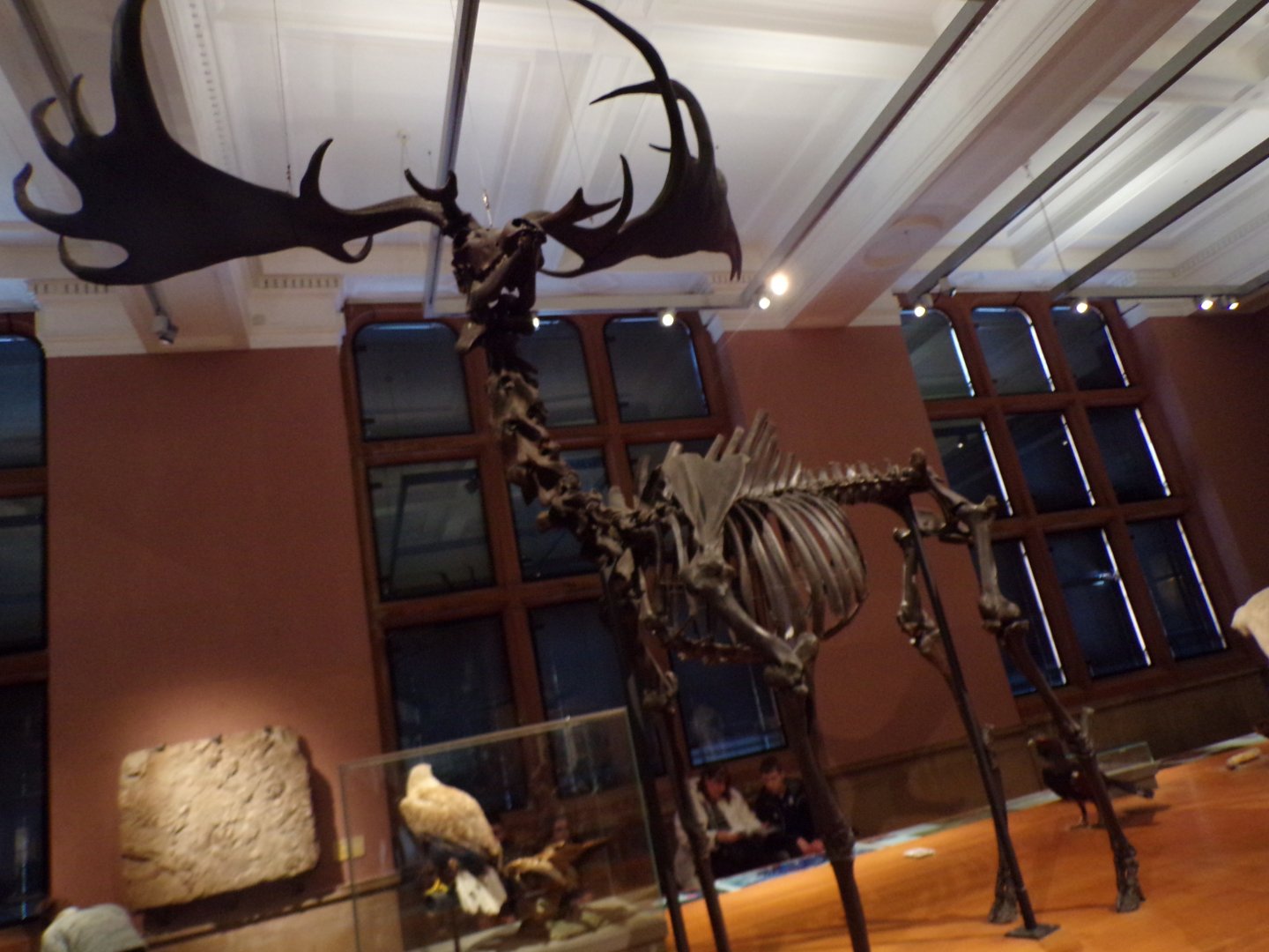 Megaloceros skeleton (taken at Kelvingrove museum) 12.2.24
