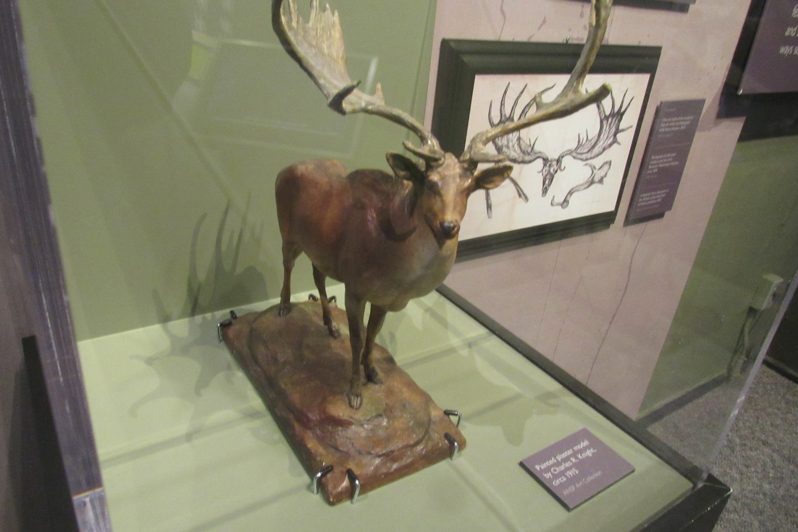megaloceros