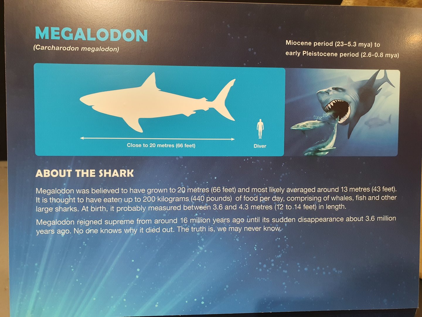 Megalodon information in Planet Shark exhibition