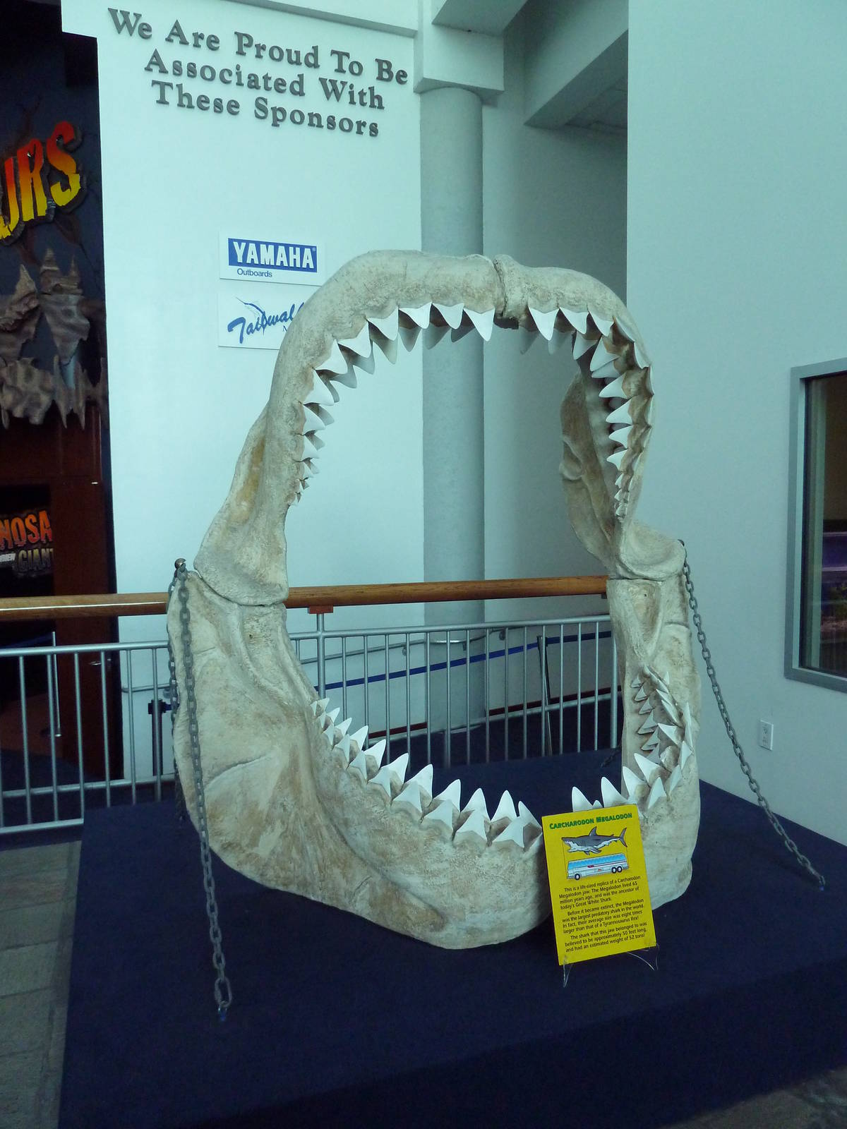 Megalodon Jaws