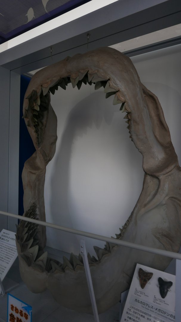 Megalodon Jaws
