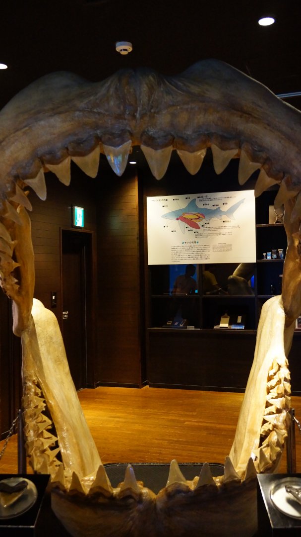 Megalodon Jaws
