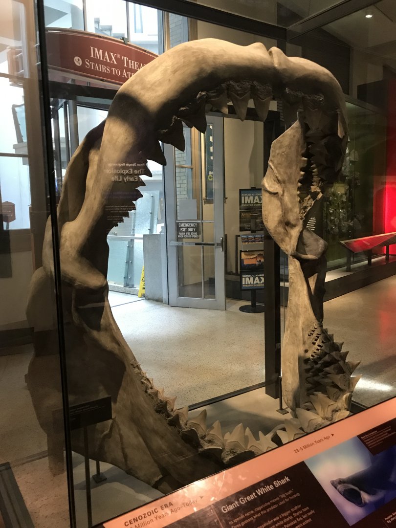 Megalodon Jaws