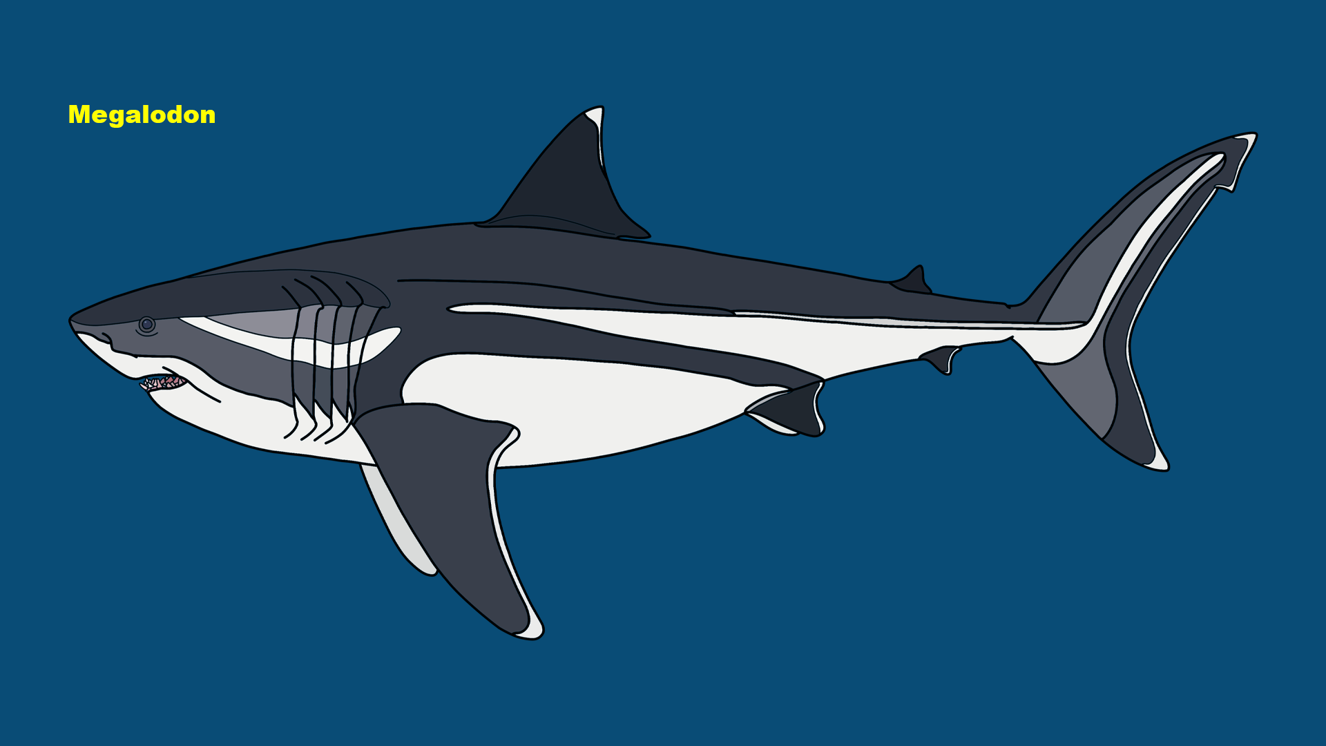 Megalodon (Otodus megalodon)