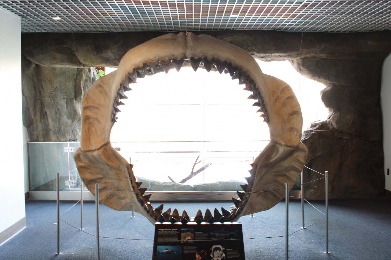 Megalodon (Otodus megalodon)