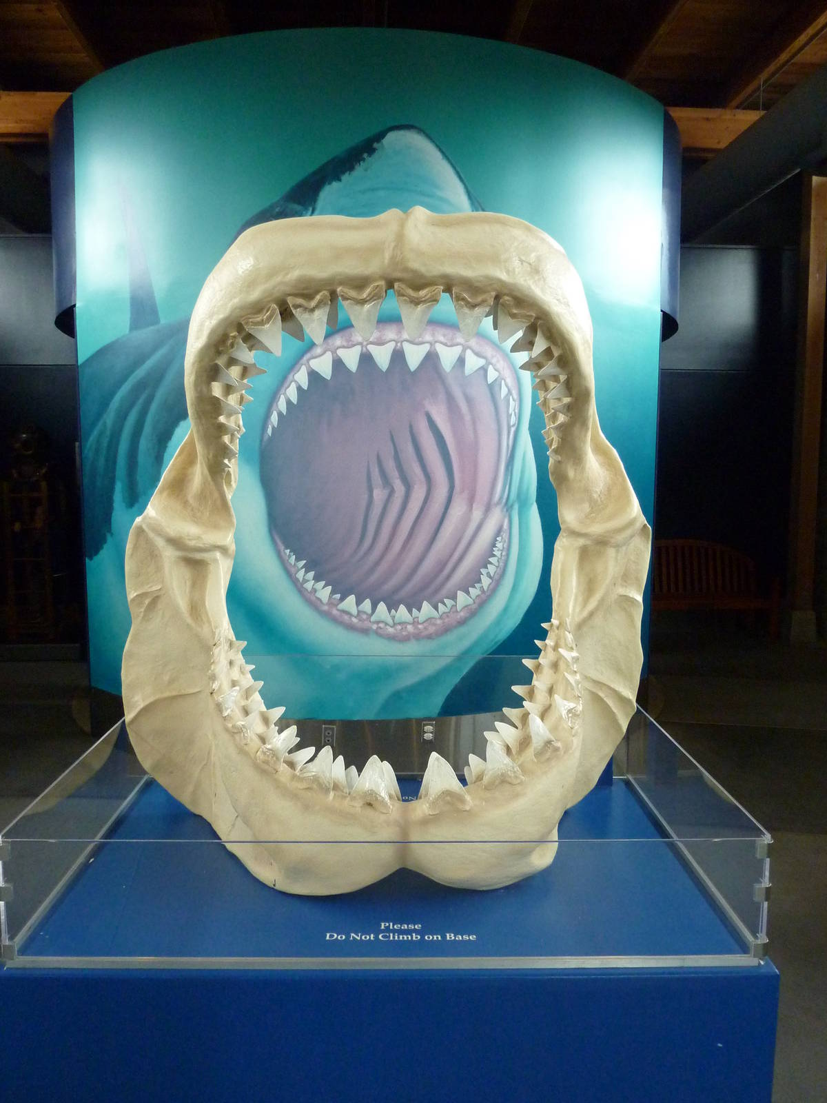 Megalodon Shark Mouth