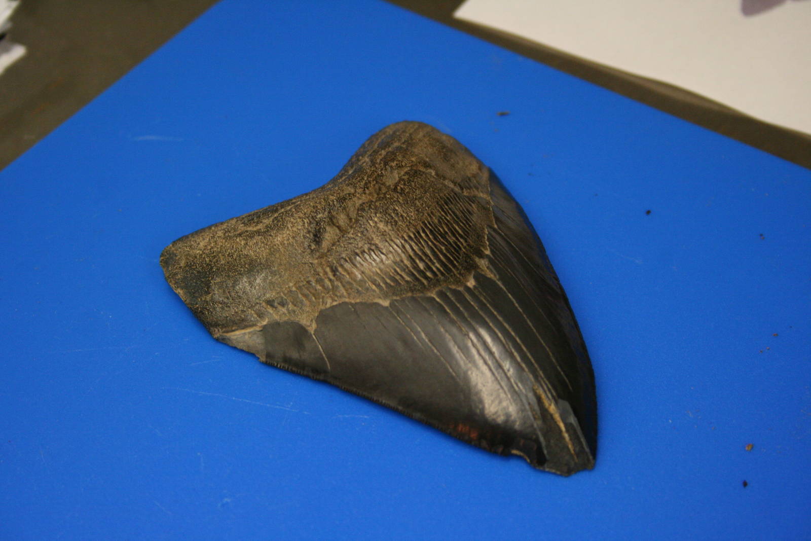 Megalodon tooth