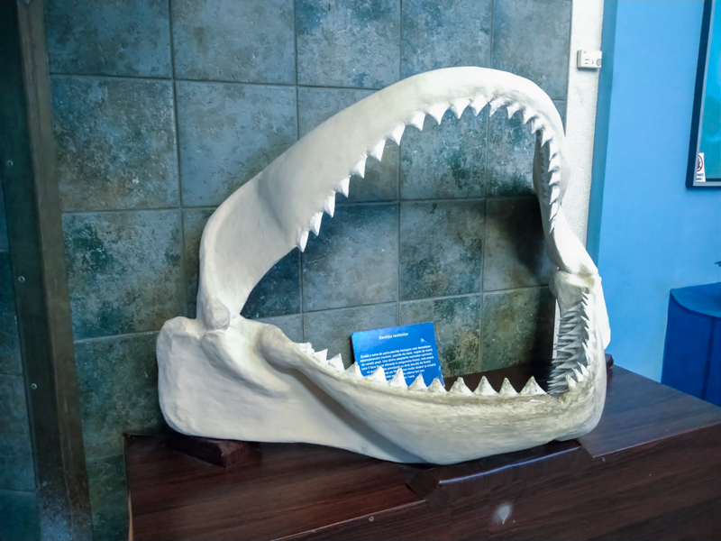 megalodon