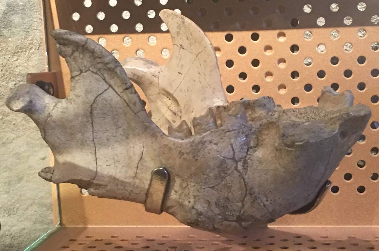 Megalonyx leptostomus (Lower jaw)