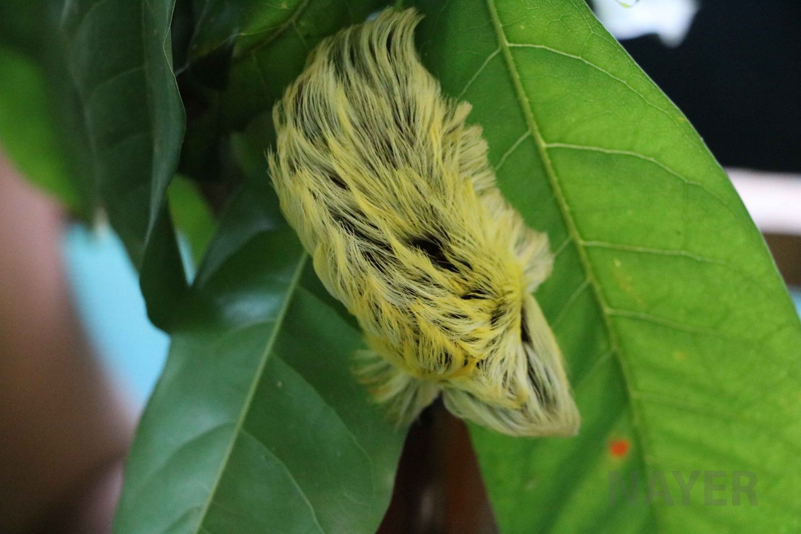 Megalopygid caterpillar, May 2016