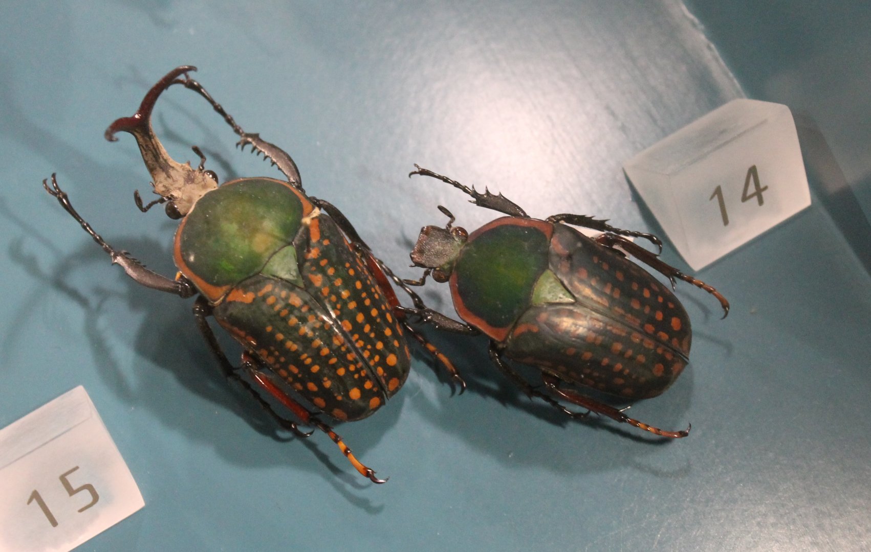 Megalorrhina harrisi procara