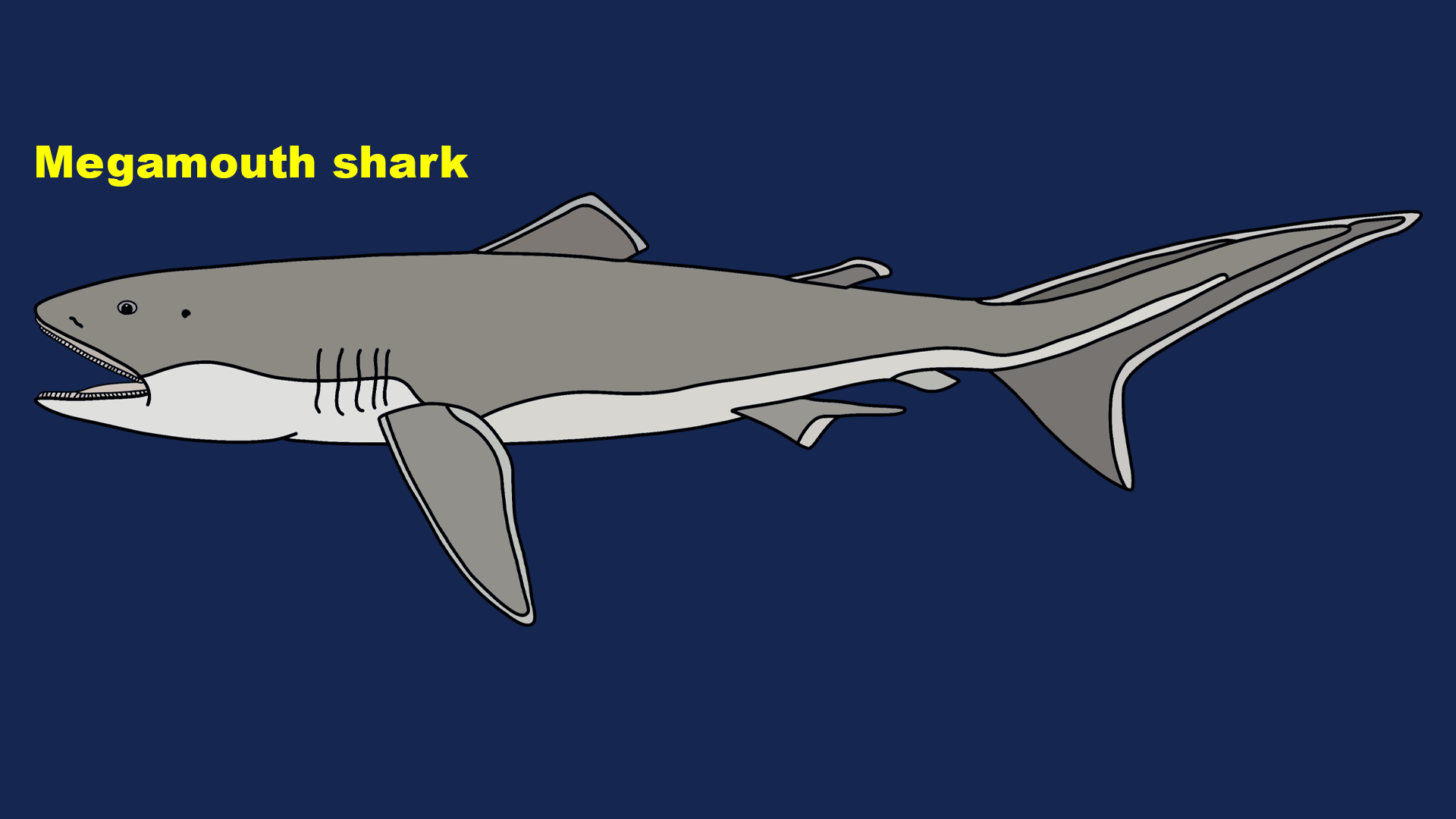 Megamouth shark (Megachasma pelagios)