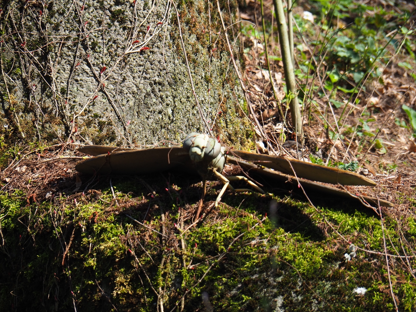 Meganeura giant dragonfly model, 2019-03-30