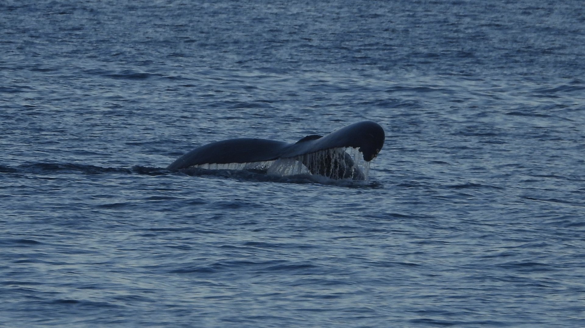 Megaptera novaeangliae kuzira