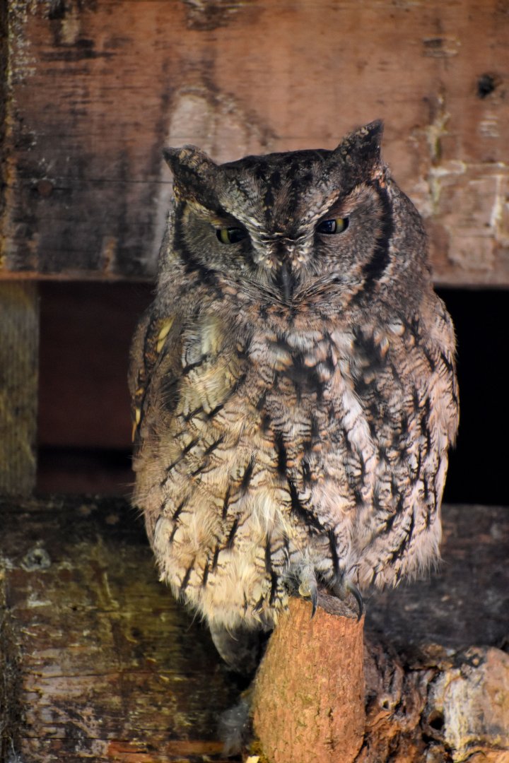 Megascops kennicottii - Western Screech Owl