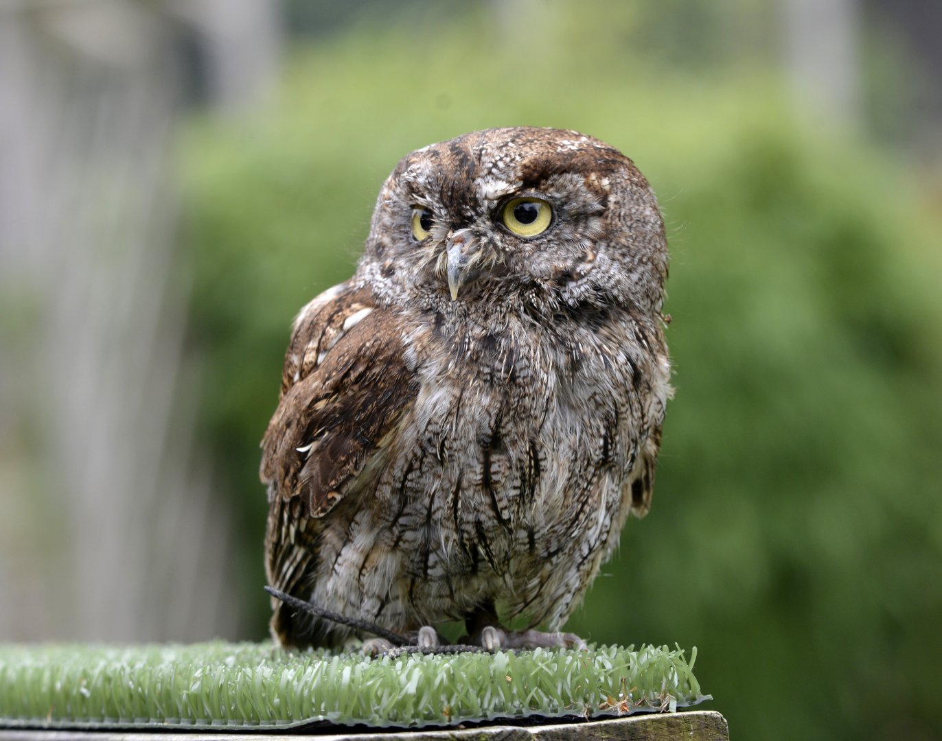 Megascops kennicottii