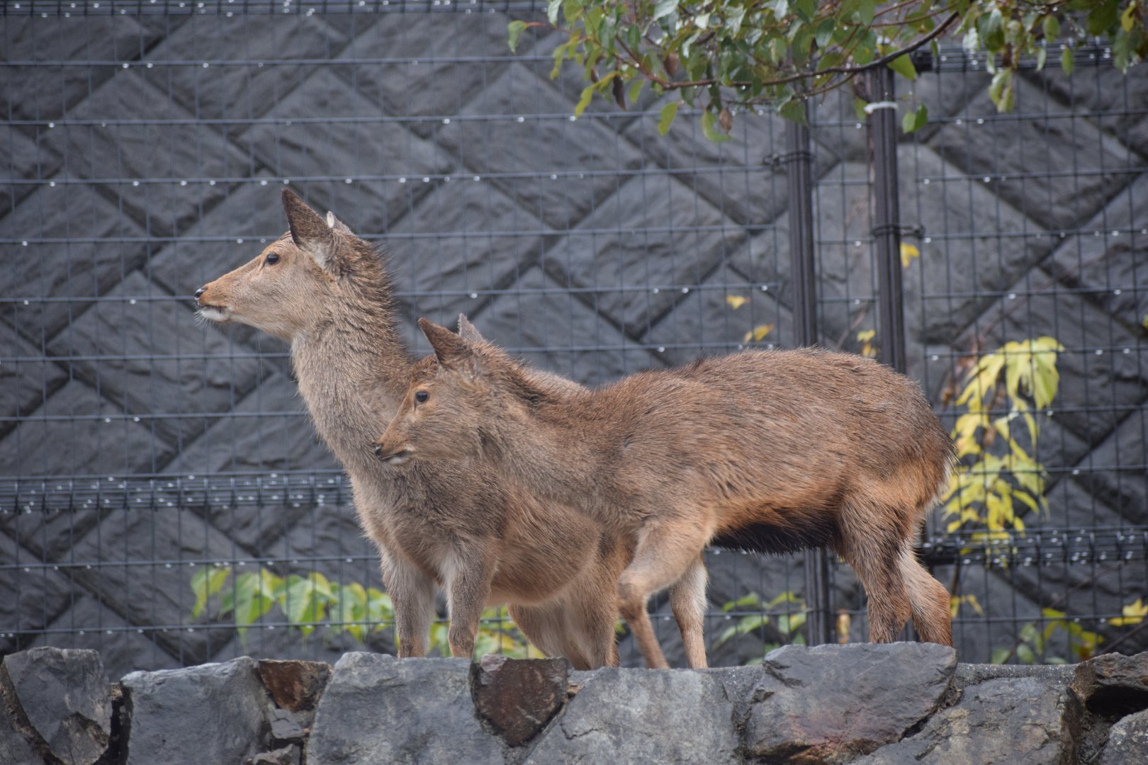 Megashima sika deer - Hirakawa Zoo