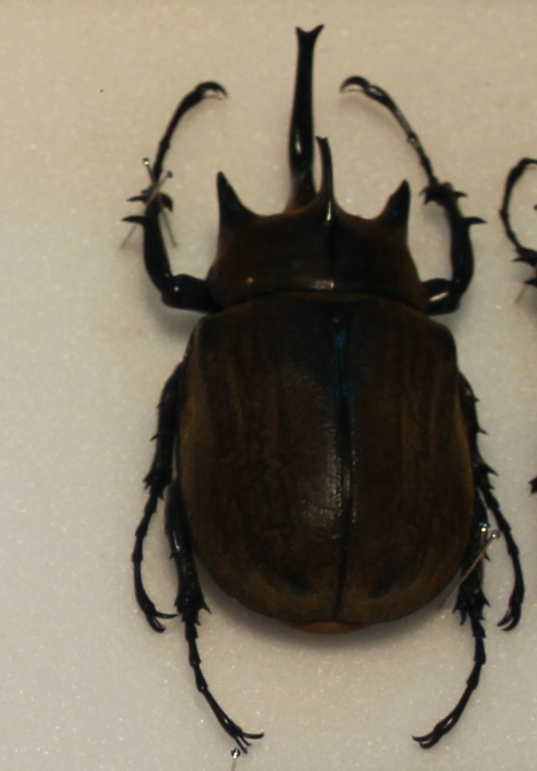 Megasoma gyas porioni