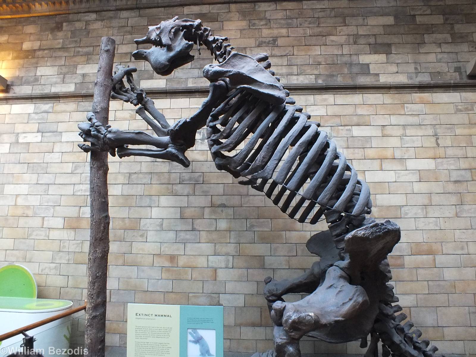 Megatherium - NHM London