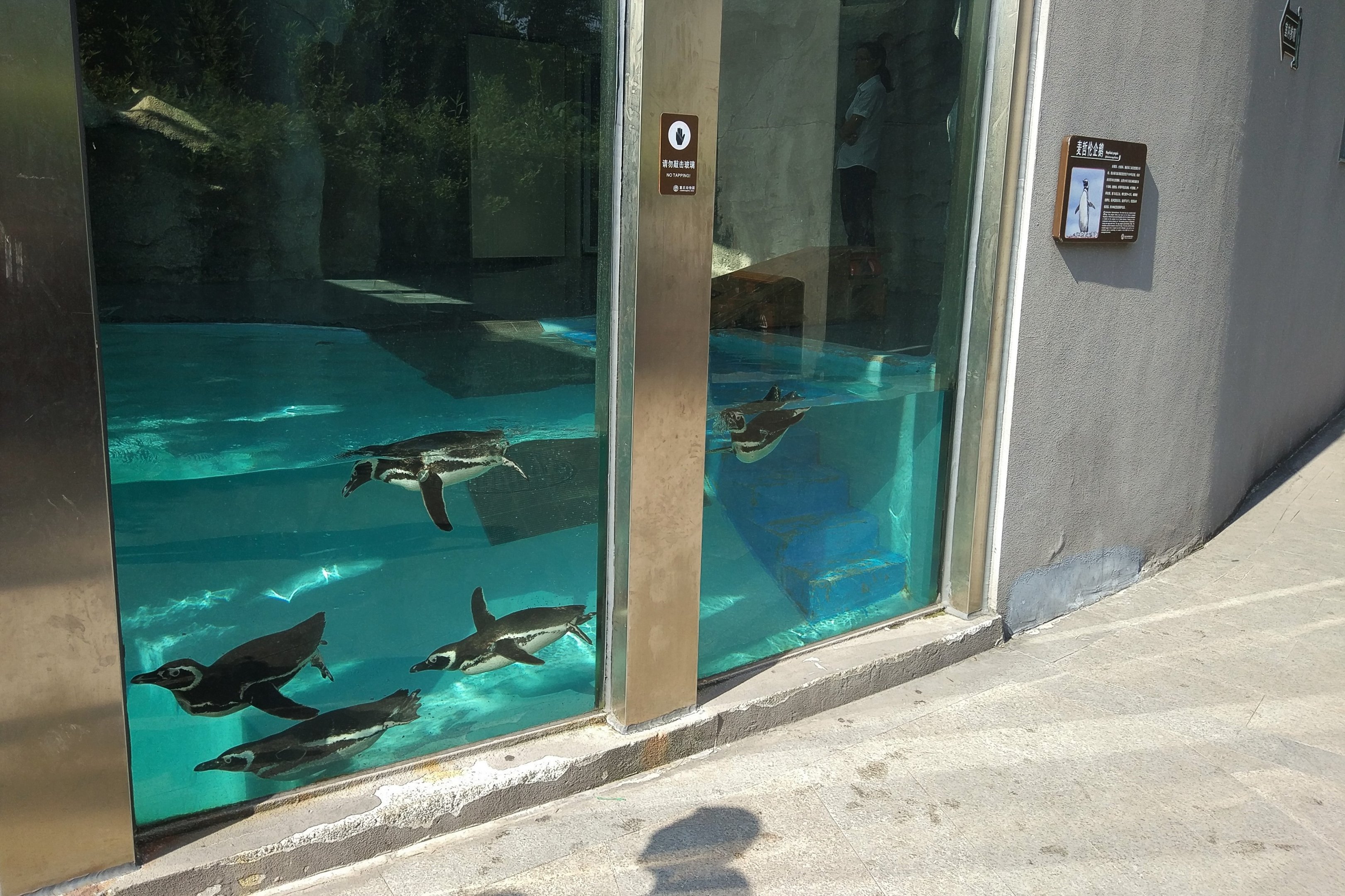 Megellanic Penguin Exhibit