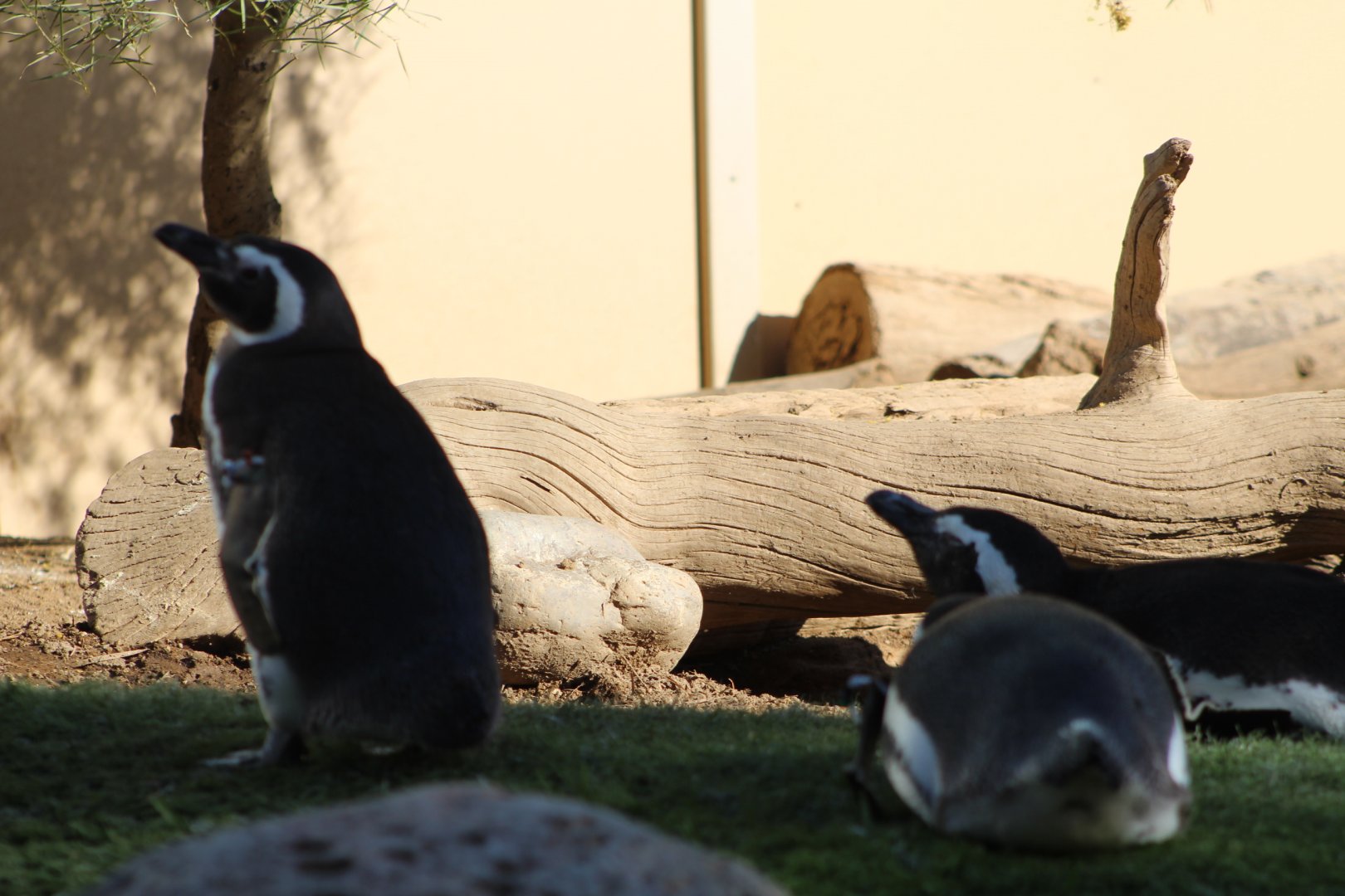 Megellanic Penguins