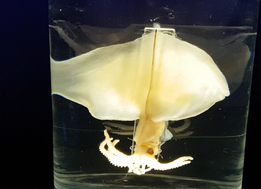 Megnapinna atlantica