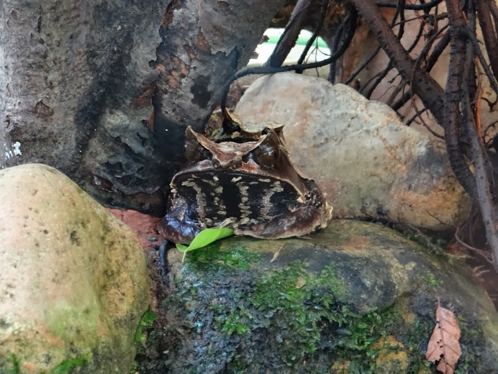 Megophrys monticola nasua