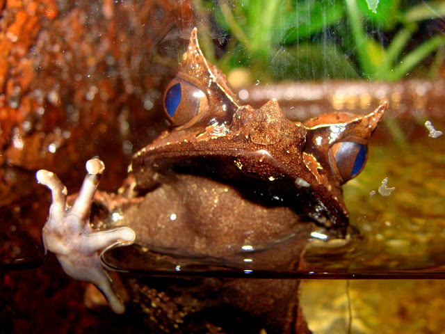 Megophrys monticola nasuta