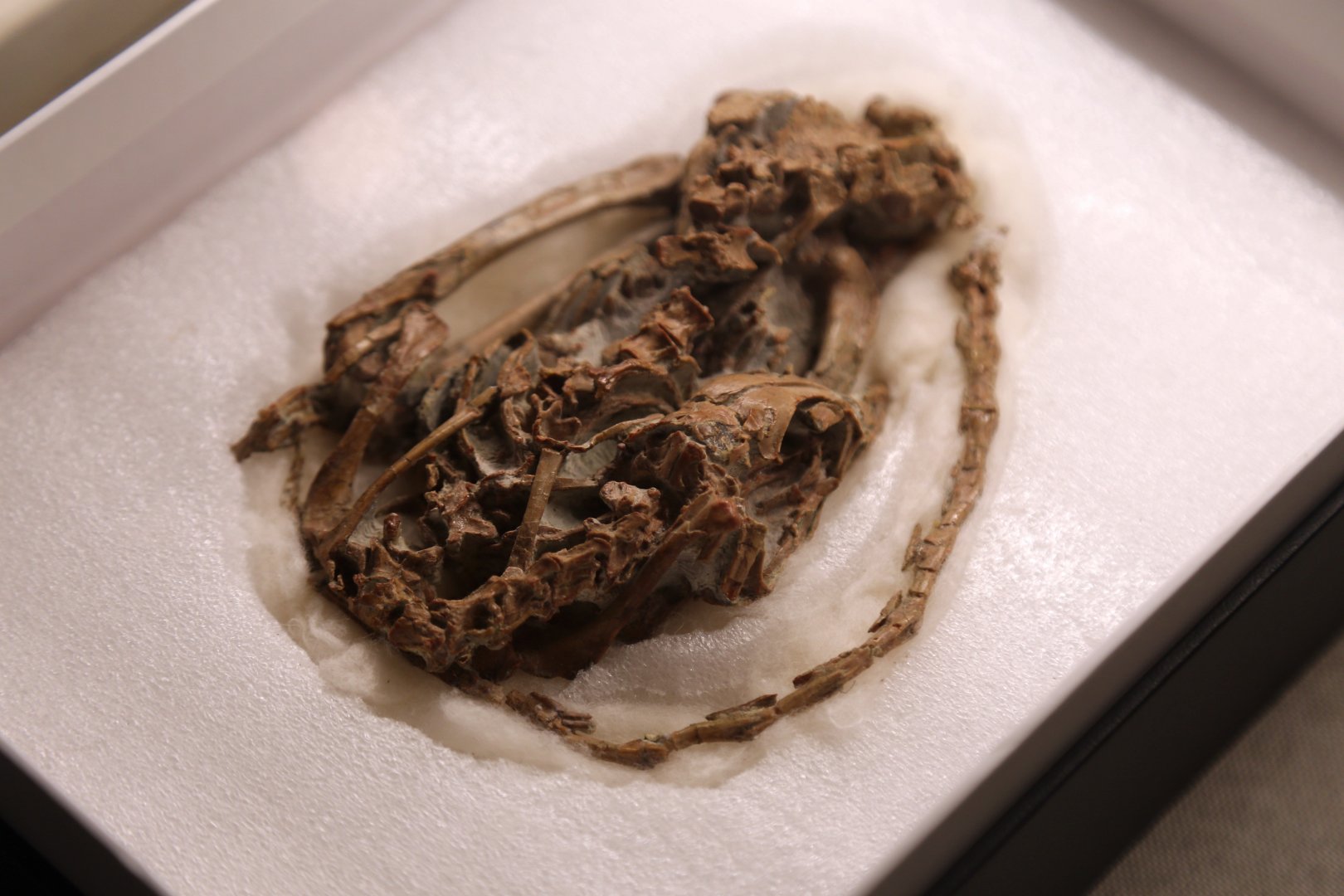 Mei long, Holotype (IVPP V12733)