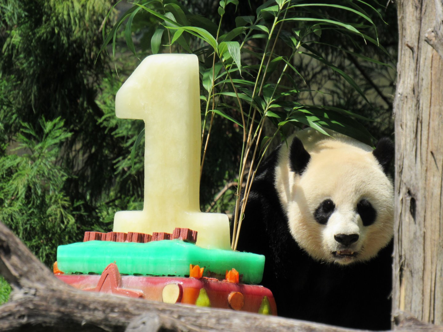 Mei Xiang and Bei Bei's cake