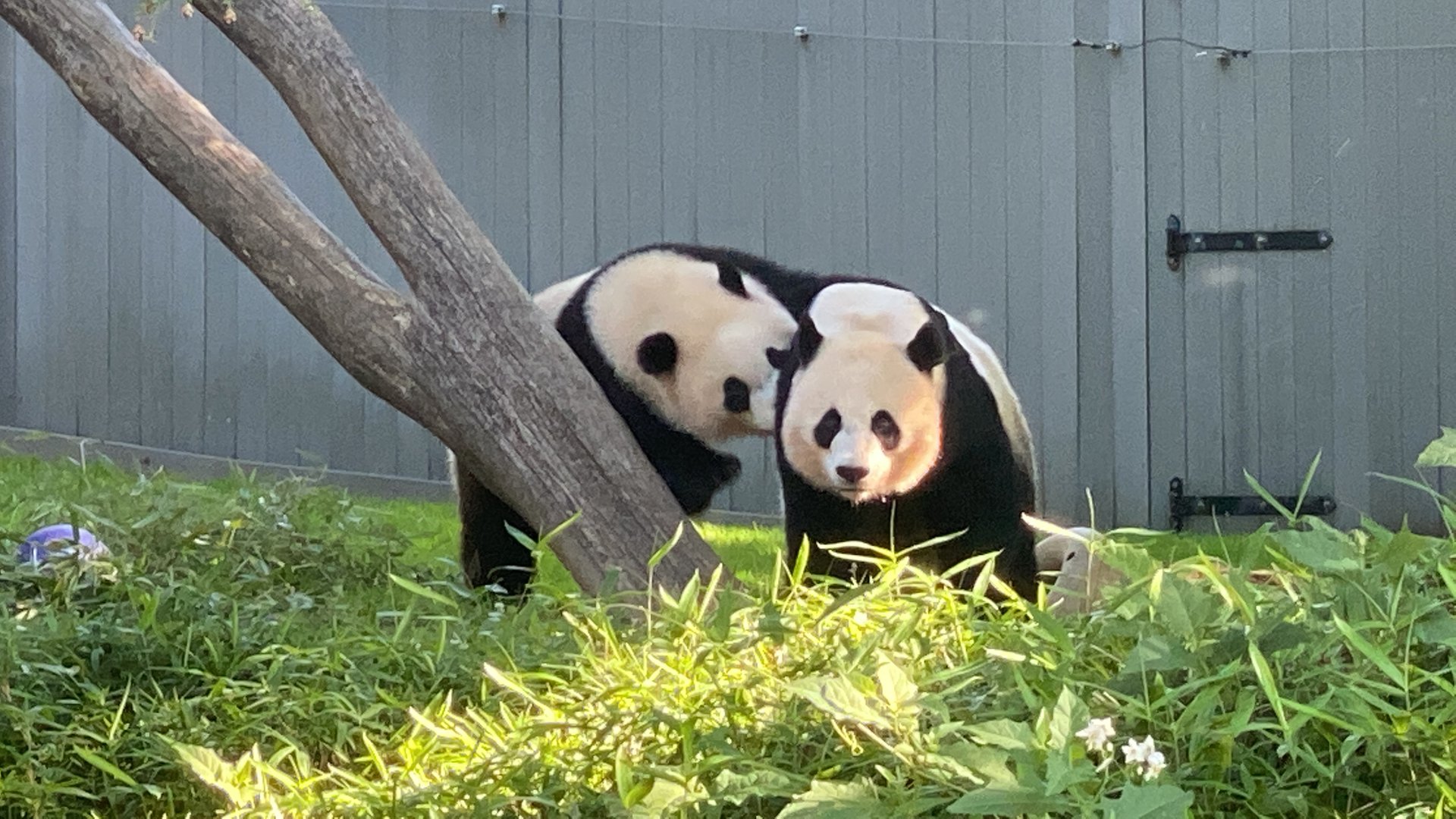 Mei Xiang and Xiao Qi Ji