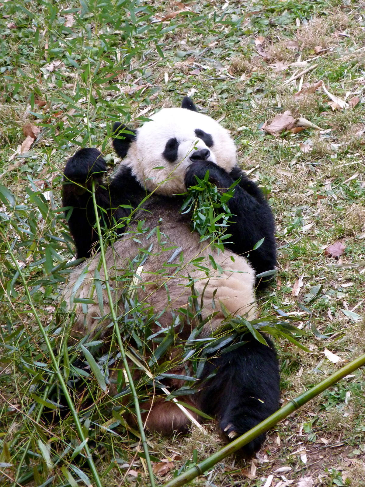 Mei Xiang - Asia Trail