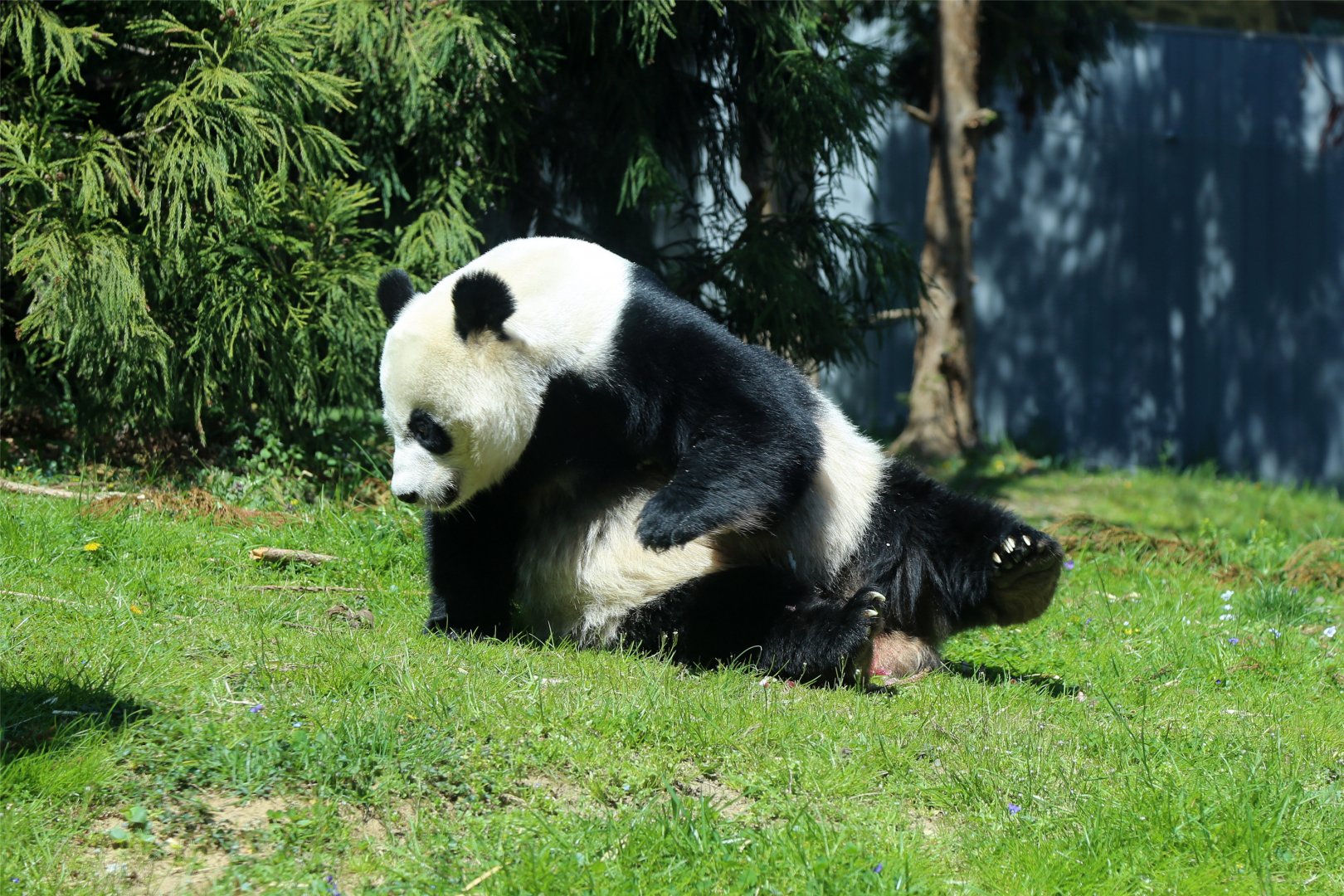 Mei Xiang the Giant Panda, April 2018