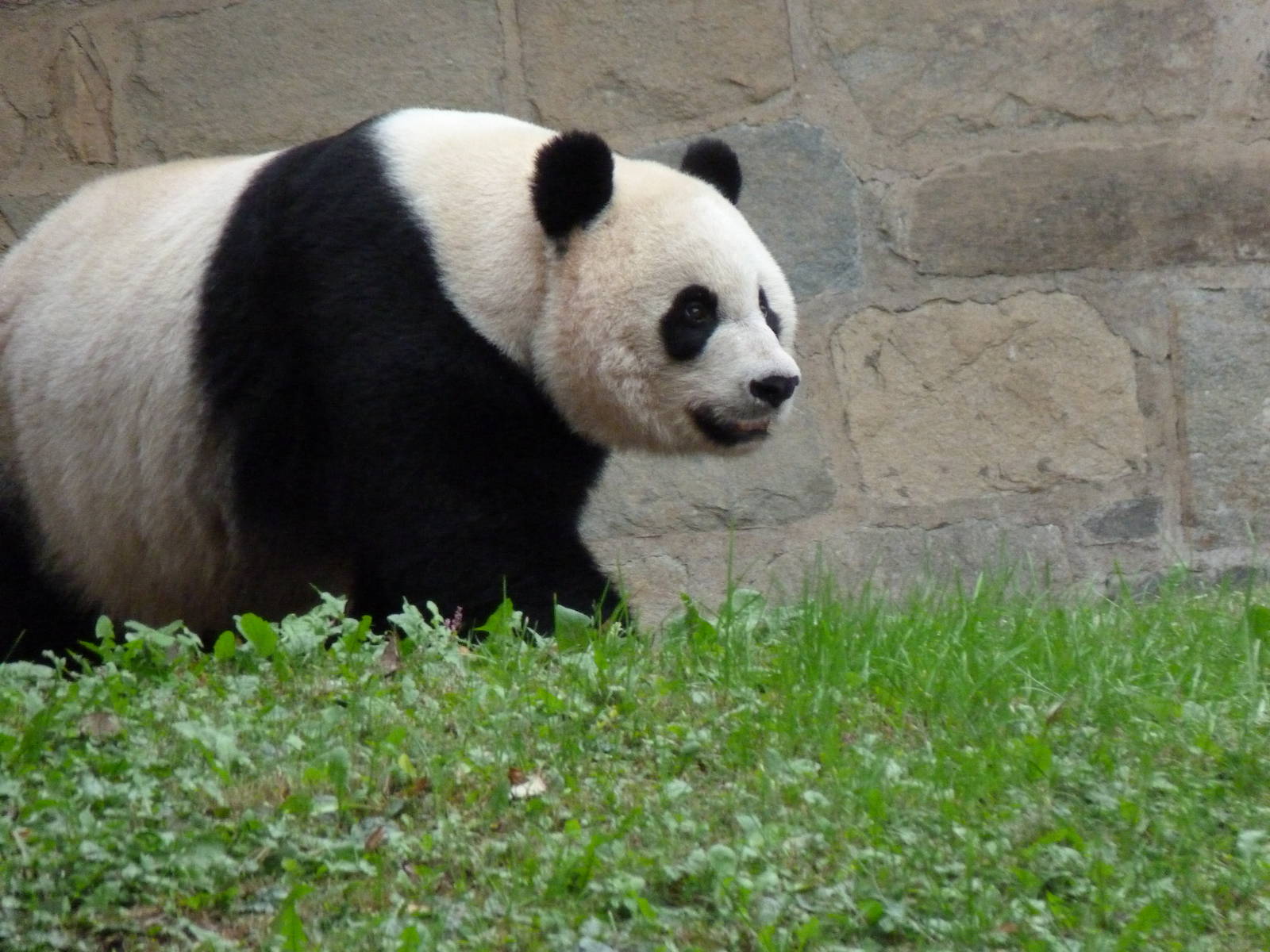 Mei Xiang