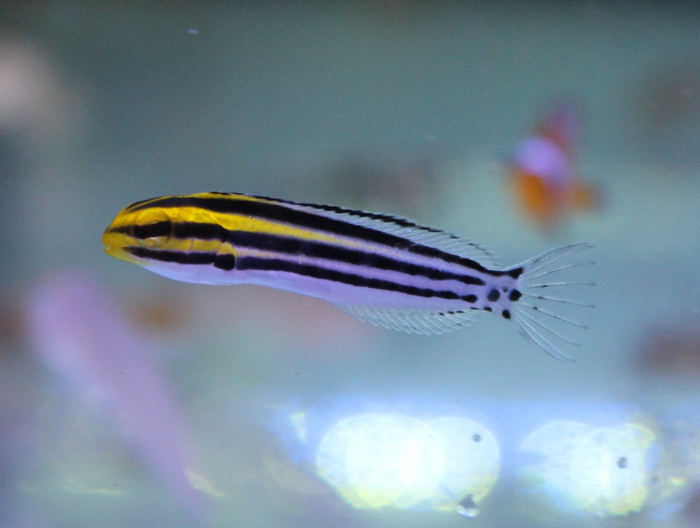 Meiacanthus grammistes