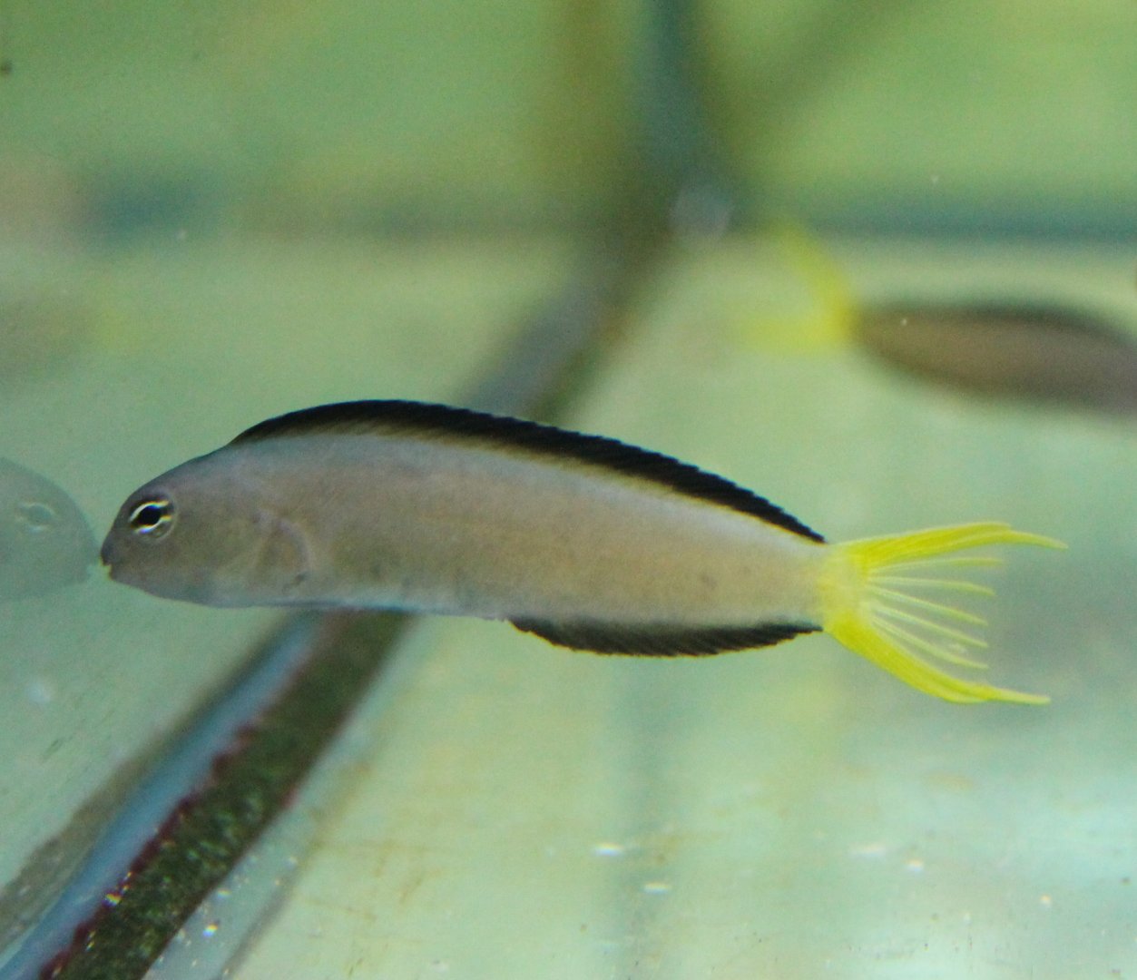 Meiacanthus mossambicus