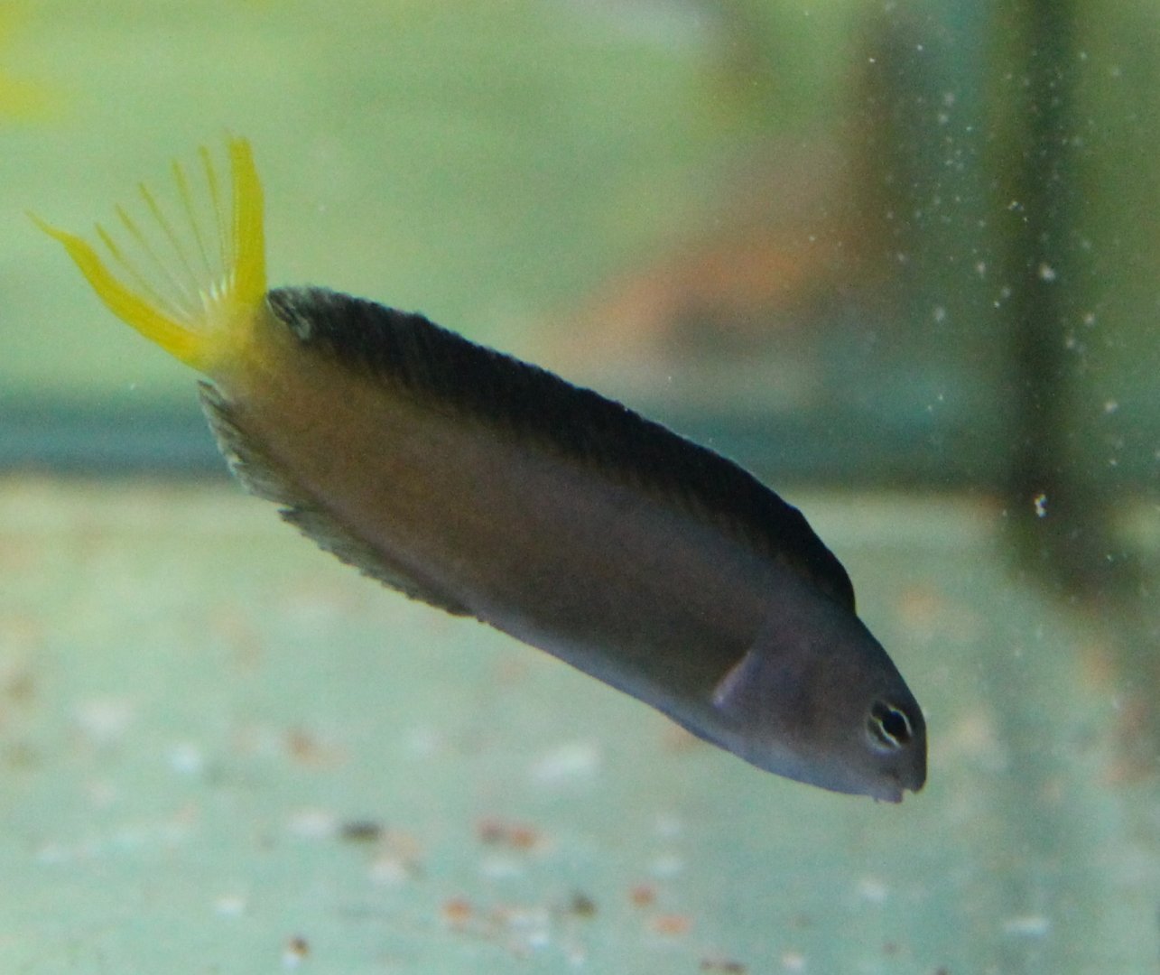 Meiacanthus mossambicus