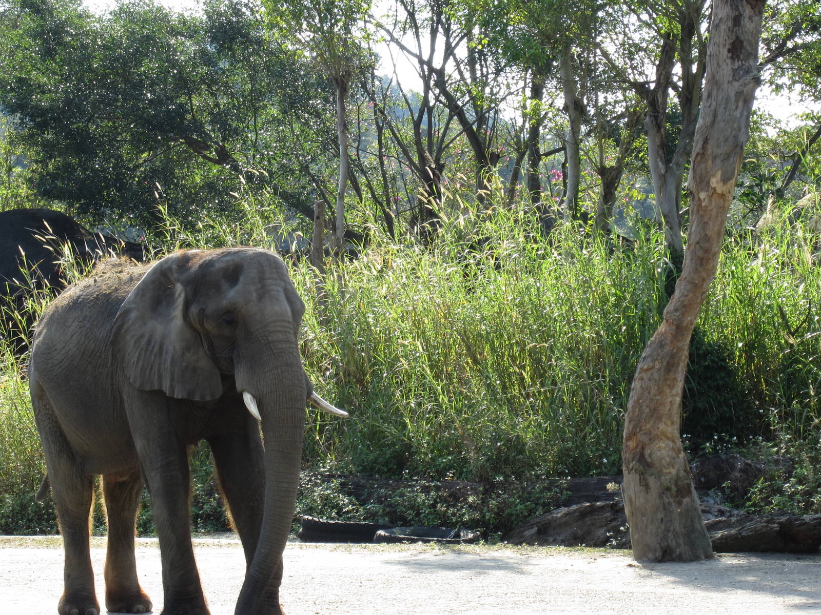?MeiDai?the female African bush elephant