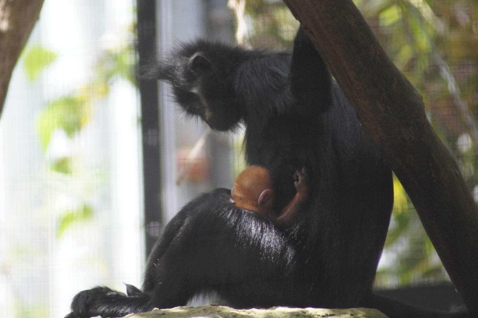 Meili and baby Nangua