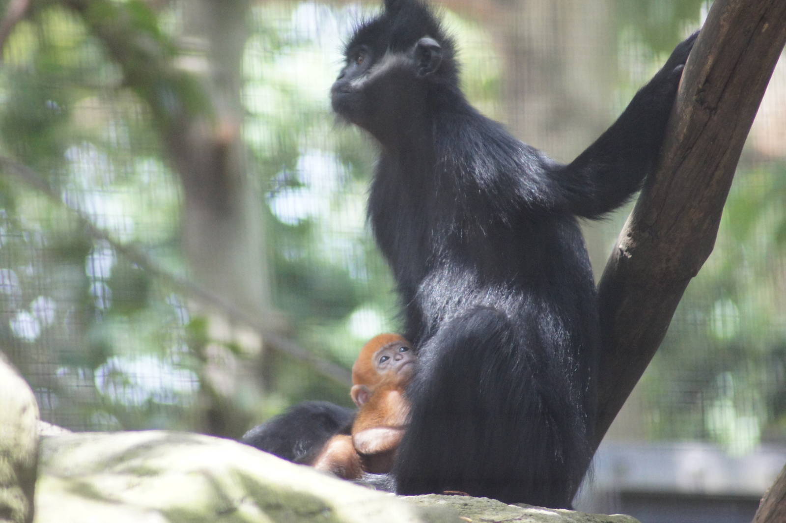 Meili and baby Nangua