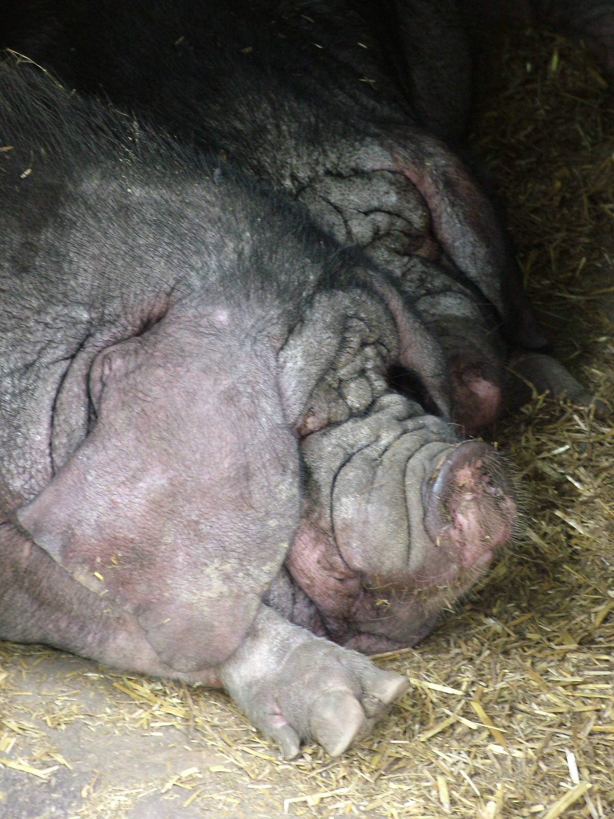 Meishan Pig at Tierpark Berlin, 30/08/11