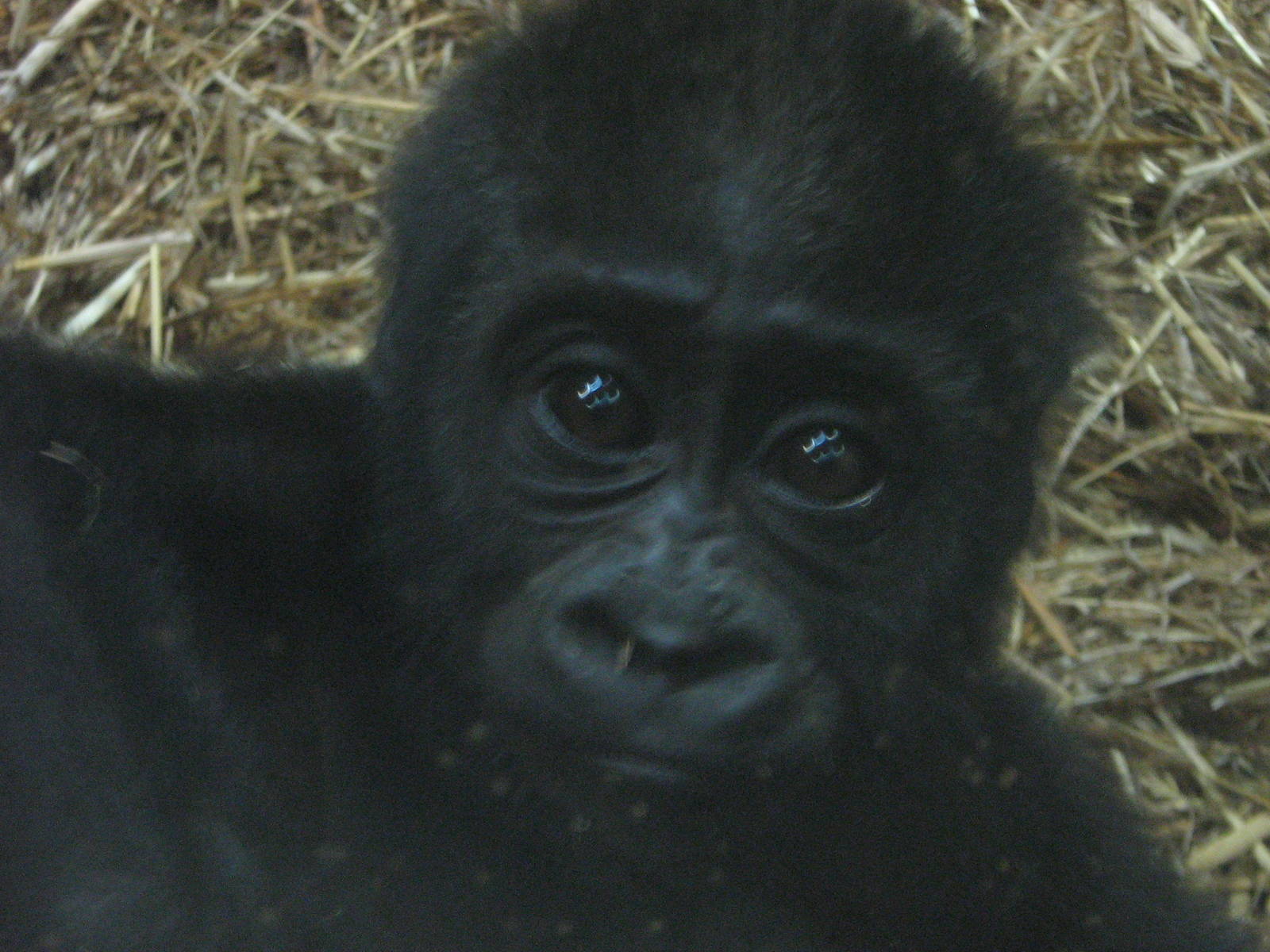 Meisie The Female Western Lowland Gorilla Baby