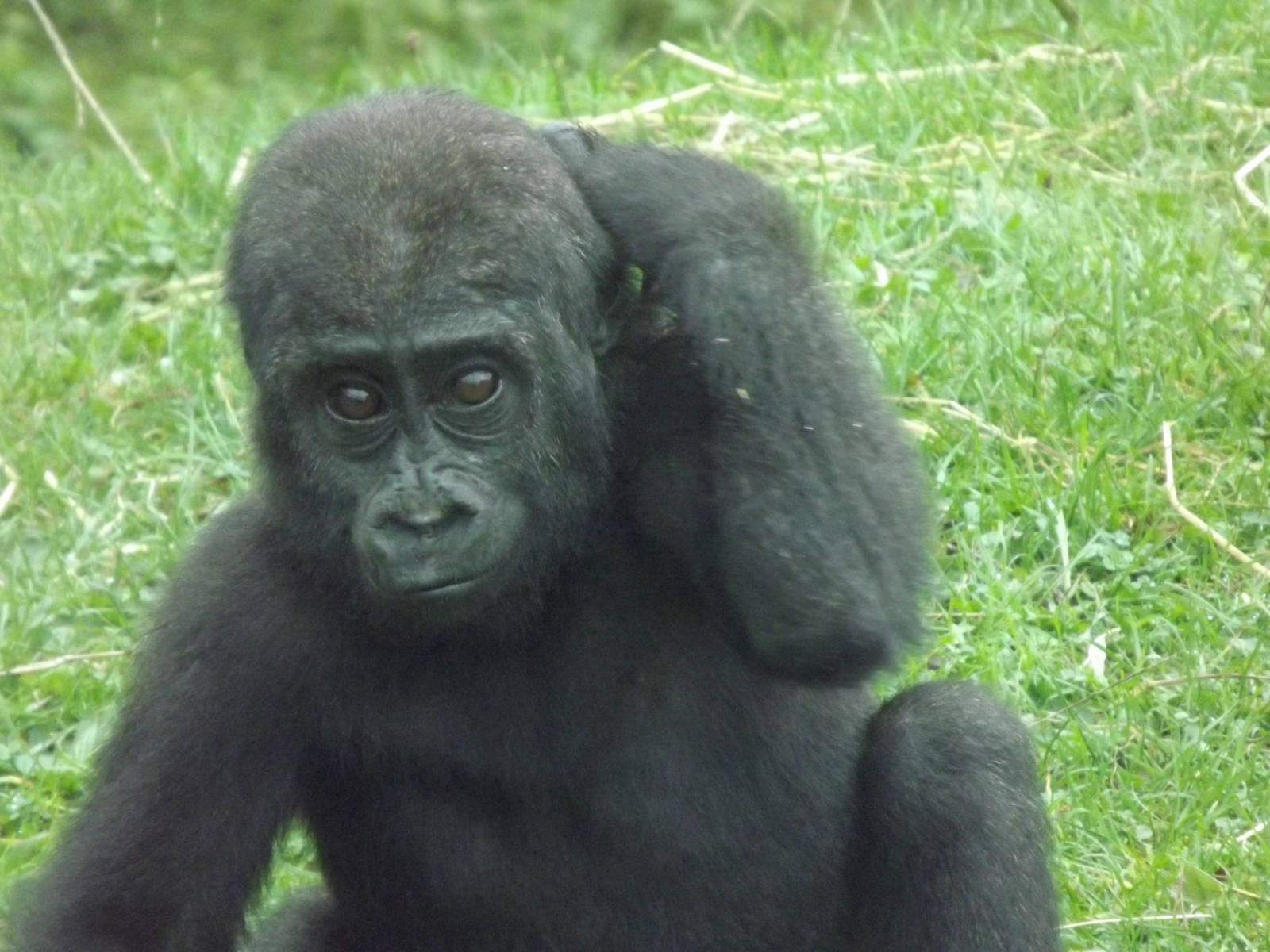 Meisie the Western lowland Gorilla at Blackpool zoo 16/10/11