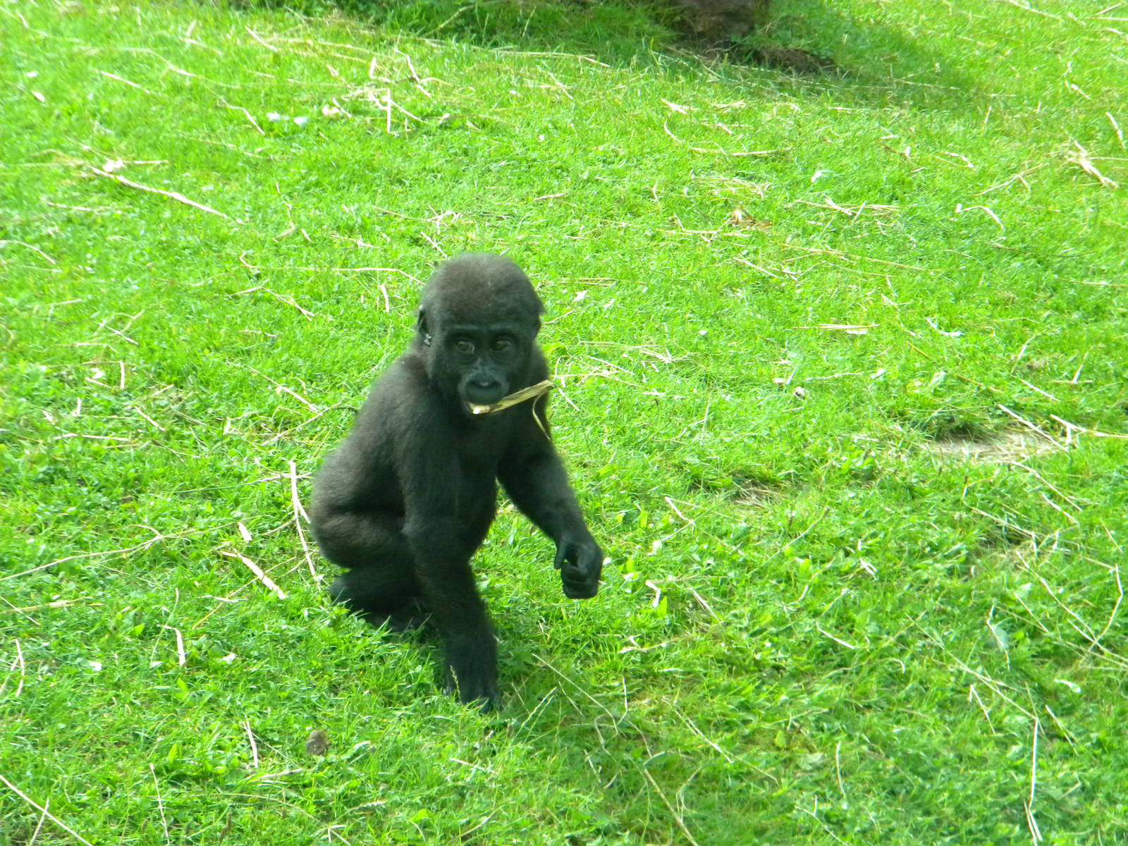Meisie the Western lowland Gorilla at Blackpool Zoo 21/08/11